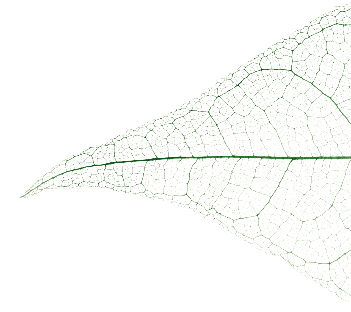 homeAbout leaf